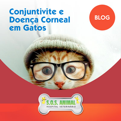 Conjuntivite E Doenca Corneal Em Gatos Blog Sos Animal