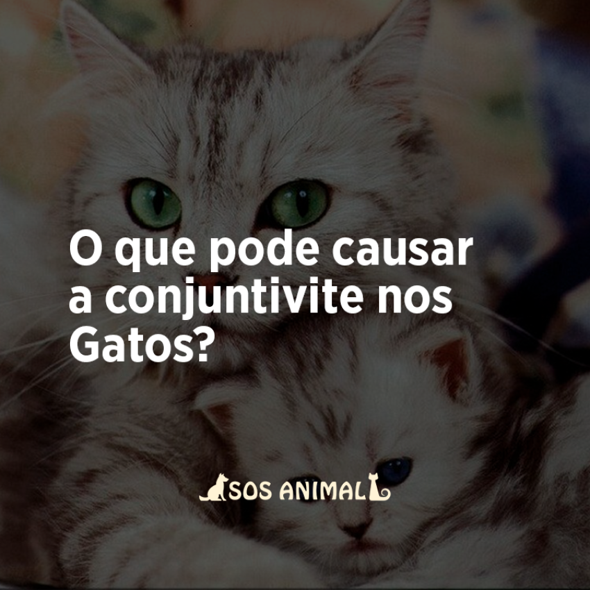 O Que Pode Causar A Conjuntivite Nos Gatos Sos Animal